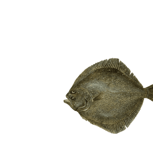 Turbot Poradnik Rybny WWF