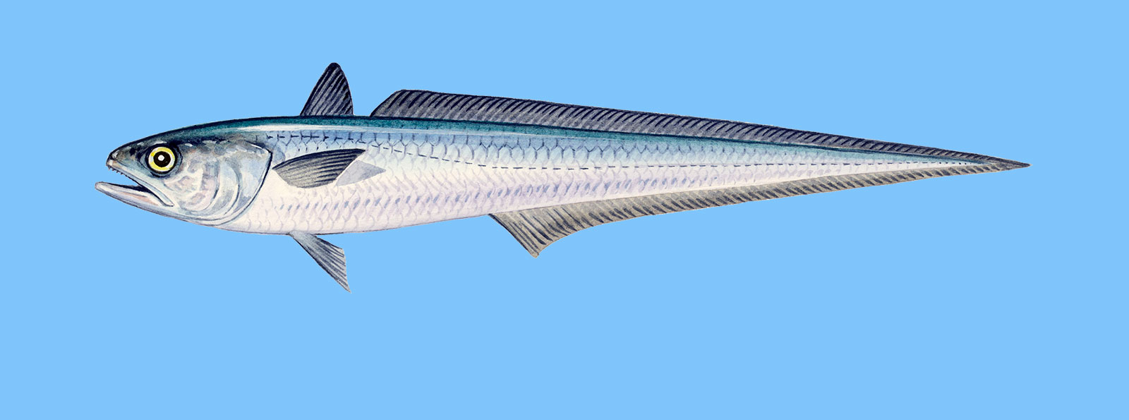 Miruna fish