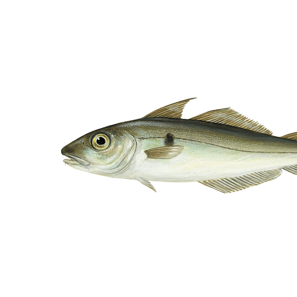 Plamiak