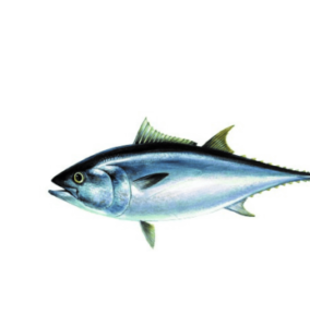 Thunnus thynnus - blekitnopletwy tunczyk